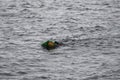 Haenyeo female divers or haenyo women diving scuba for keeping clam abalone shells in underwater in sea ocean at Iho Tewoo beach