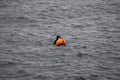 Haenyeo female divers or haenyo women diving scuba for keeping clam abalone shells in underwater in sea ocean at Iho Tewoo beach