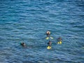 Haenyeo Women Diver Show to collect seaweed, shellfish and other seafood at Seongsan Ilchulbong, Jeju, South Korea