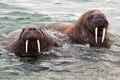 Haevyweihts - Walruses on the coast of Svalbard