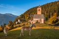 Hafling, Italy - Italian horses and the mountain church of St. Catherine Chiesa di Santa Caterina near Hafling - Avelengo Royalty Free Stock Photo