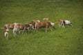 haflinger blonde horses grazing on green grass in dolomites horse grazing in a meadow in the Italian Dolomites mountain alps in Royalty Free Stock Photo