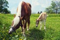 Haflinger breed mare with a young foal grazing on the green pasture of Hafling, Italy, Alps region. Royalty Free Stock Photo