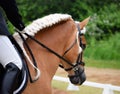 Haflinger Dressage Stallion Royalty Free Stock Photo