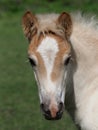 Haflinger Foal Head Shot