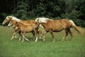 HAFLINGER Royalty Free Stock Photo