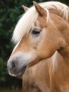 Haflinger Headshot Royalty Free Stock Photo