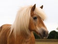 Haflinger Headshot Royalty Free Stock Photo