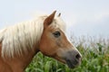 Haflinger horse Royalty Free Stock Photo