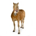 Haflinger - Horse (23 years) Royalty Free Stock Photo