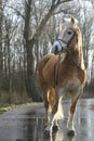 Haflinger horse Royalty Free Stock Photo