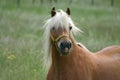 Haflinger horse Royalty Free Stock Photo