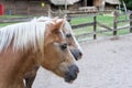 The Haflinger horse, the Avelignese Royalty Free Stock Photo