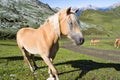 Haflinger horse closeup Royalty Free Stock Photo