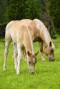 Haflinger horse with foal Royalty Free Stock Photo