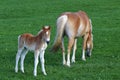 Haflinger horse with a foal. Young Haflinger foal Royalty Free Stock Photo