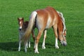 Haflinger horse with a foal. Young Haflinger foal Royalty Free Stock Photo