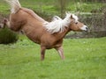 Haflinger Horse gallop and bucking free on meadow outside Royalty Free Stock Photo