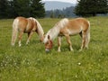Haflinger horse grazing Royalty Free Stock Photo