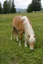 Haflinger horse grazing Royalty Free Stock Photo