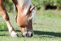 Haflinger horse grazing in meadow Royalty Free Stock Photo