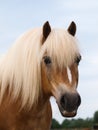 Haflinger Horse Head Shot