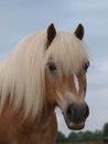 Haflinger Horse Headshot Royalty Free Stock Photo