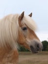 Haflinger Horse Headshot Royalty Free Stock Photo
