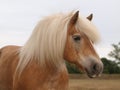 Haflinger Horse Headshot Royalty Free Stock Photo