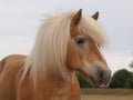 Haflinger Horse Headshot Royalty Free Stock Photo