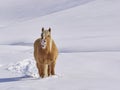 Haflinger horse neighs in mountain meadows full of snow Royalty Free Stock Photo