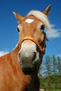 Haflinger horse portrait Royalty Free Stock Photo