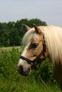 Haflinger horse portrait