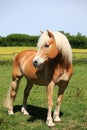 Haflinger horse portrait Royalty Free Stock Photo