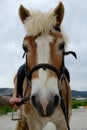 Haflinger horse - portrait horse Royalty Free Stock Photo