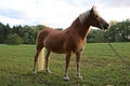 Haflinger horse portrait on the paddock Royalty Free Stock Photo