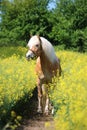 Haflinger horse portrait in a seed field Royalty Free Stock Photo