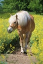 Beautiful Haflinger horse portrait in a rape seed field Royalty Free Stock Photo