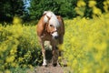 Beautiful Haflinger horse portrait in a rape seed field Royalty Free Stock Photo