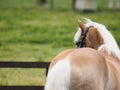 Haflinger Horse in the Show Ring