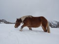 Haflinger horse trudging through deep snow