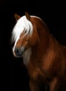 Haflinger Royalty Free Stock Photo