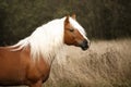 Haflinger