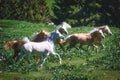 Haflinger horses free in mountain meadows