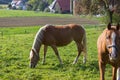 haflinger horses on green field