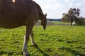 haflinger horses on green field Royalty Free Stock Photo