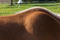 haflinger horses on green field Royalty Free Stock Photo