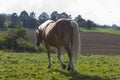 haflinger horses on green field Royalty Free Stock Photo