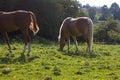 haflinger horses on green field Royalty Free Stock Photo