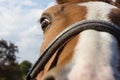 haflinger horses on green field Royalty Free Stock Photo